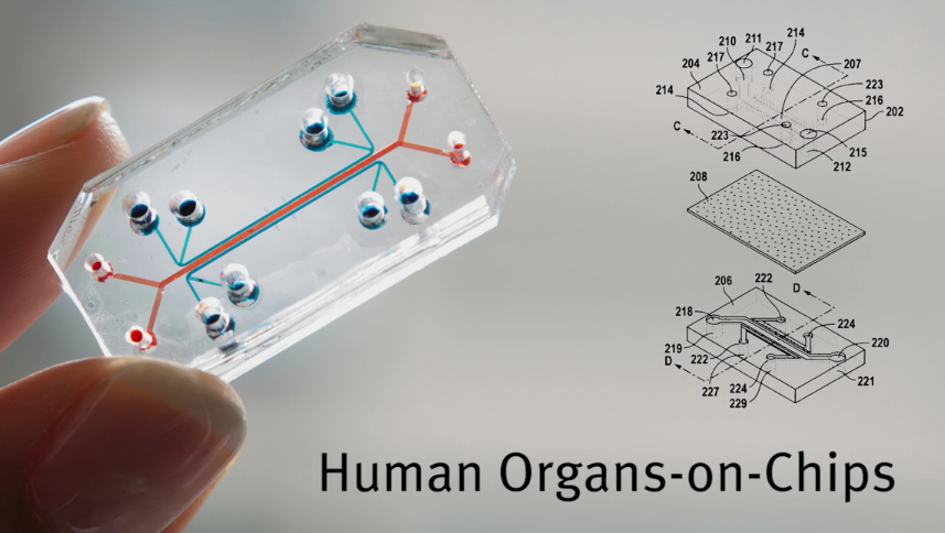 human_organs_on_chips