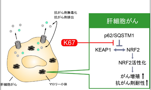 肝臓がんの増殖する仕組みの解明と抗がん剤の効果を高める新規化合物「K67」を同定｜新潟大など