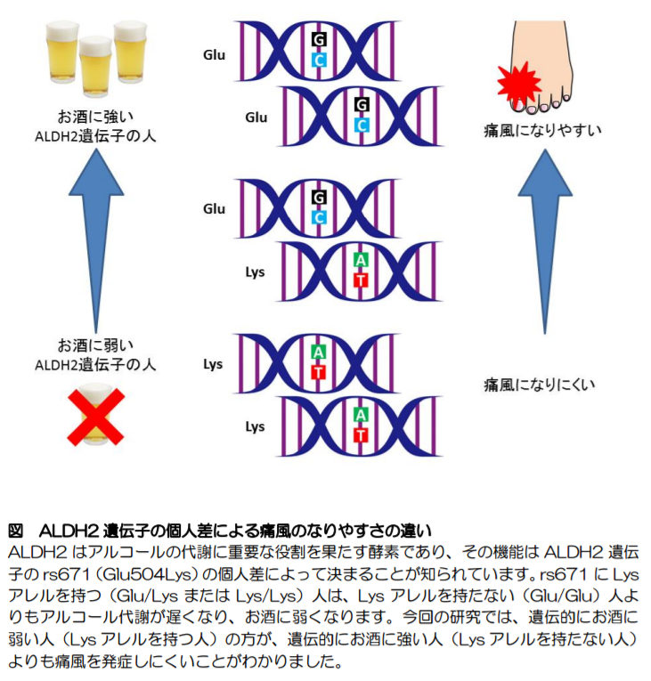 ALDH2遺伝子の個人差による痛風のなりやすさの違い