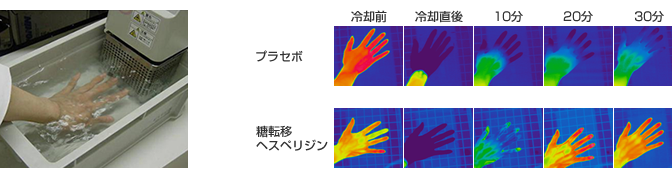 青みかんのヘスペリジンで冷えが改善できる｜糖転移ヘスペリジンを摂取すると冷房が効き過ぎていても手足の冷えが抑えられる！｜グリコ