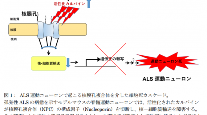 筋萎縮性側索硬化症(ALS)の細胞死を引き起こすメカニズムを解明｜活性化カルパインが核膜孔複合体構成因子を切断し、核－細胞質輸送を障害｜東大