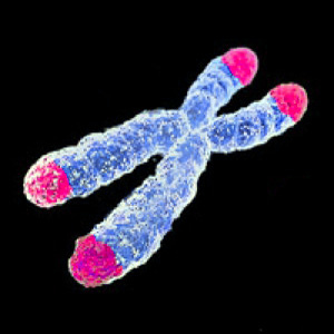 iPS細胞で老化や細胞のがん化にかかわるテロメア（Telomeres）の修復に成功｜米ボストン小児病院などのチーム
