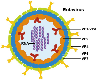 世界初！ロタウイルス（Rotavirus）の人工合成に成功｜大阪大学・藤田保健衛生大学