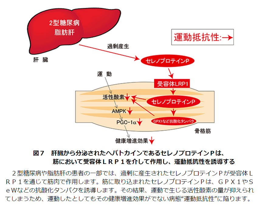 肝臓から分泌されたヘパトカインであるセレノプロテインPは、筋において受容体LRP1を介して作用し、運動抵抗性を誘導する