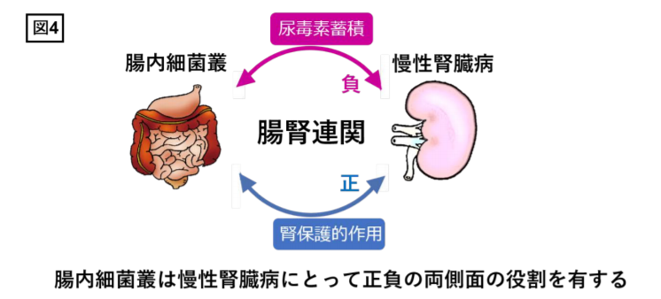 「腸腎連関」：腸内細菌叢のバランス制御が慢性腎臓病悪化抑制のカギ