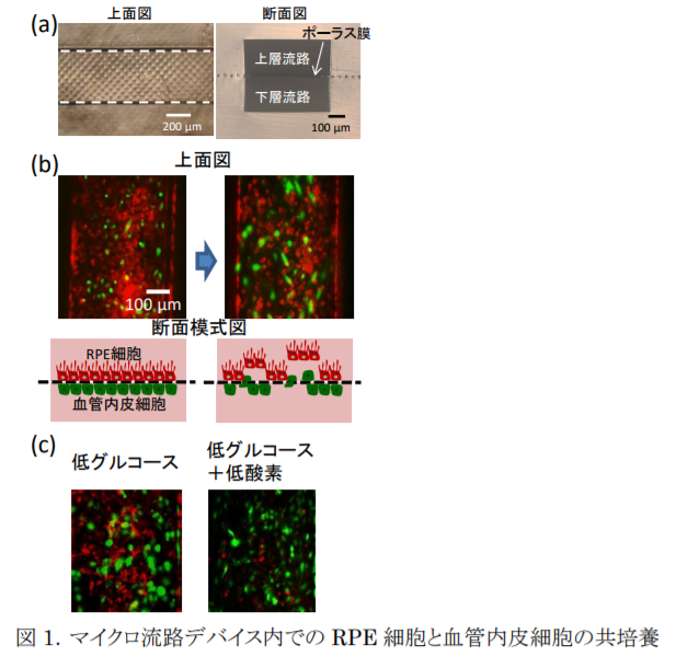 マイクロ流路デバイス内でのRPE細胞と血管内皮細胞の共培養