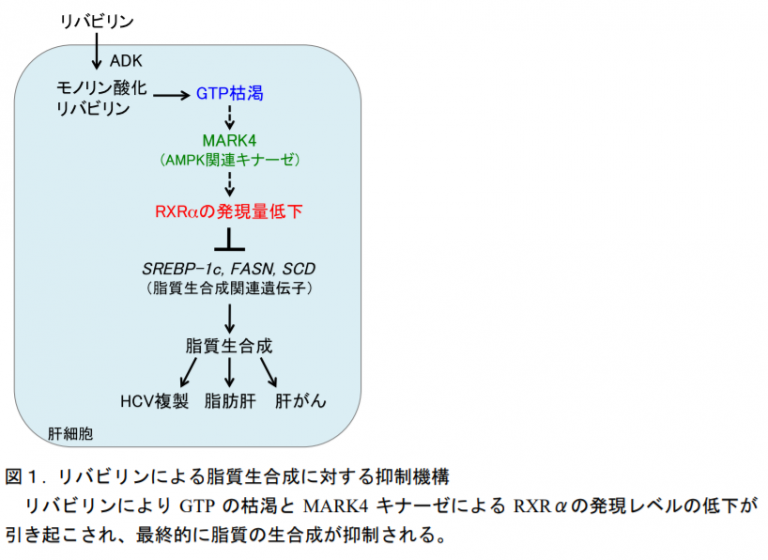 リバビリンのリーフレット