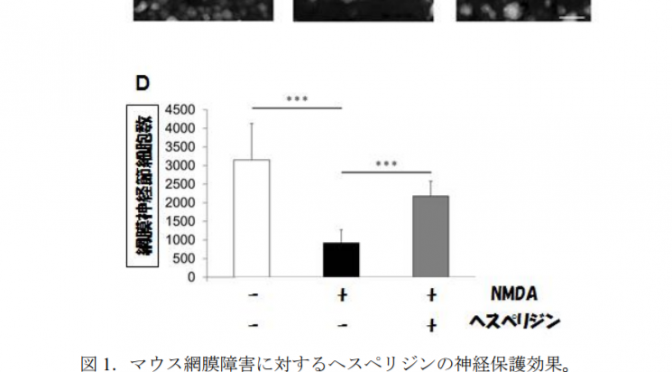 青みかんに含まれるヘスペリジンのサプリで緑内障による網膜神経節細胞障害を軽減させる可能性｜ヘスペリジンの投与で網膜内の酸化ストレスが軽減し、網膜神経節細胞を保護する効果｜東北大
