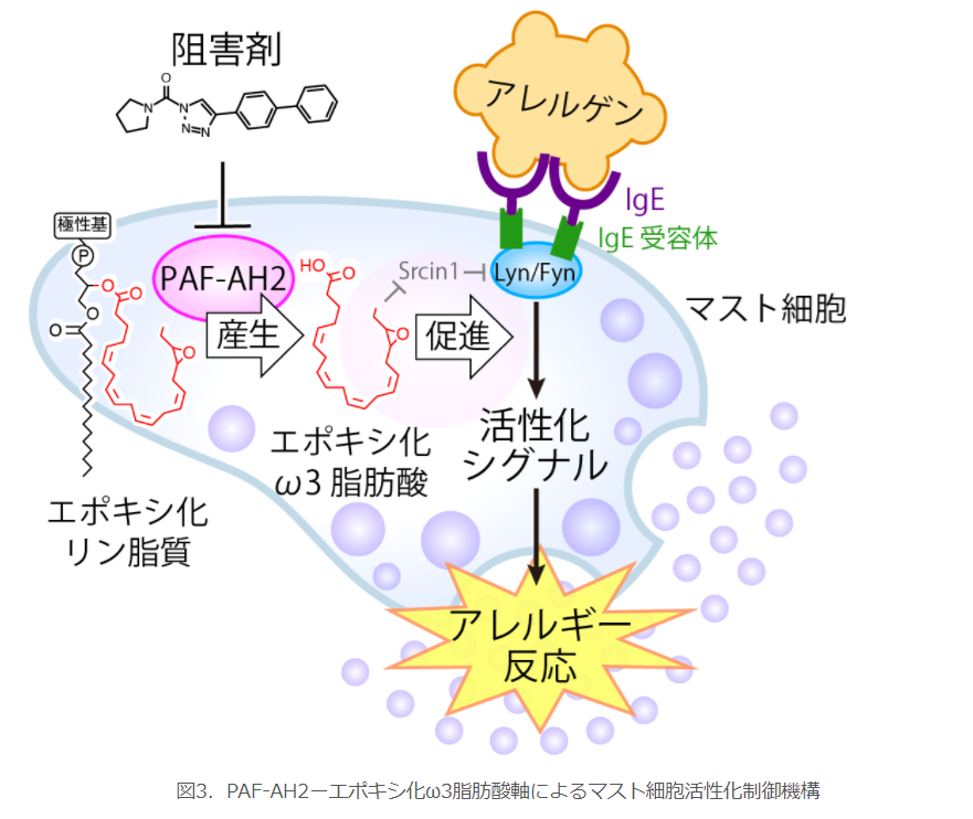 PAF-AH2ーエポキシ化オメガ3脂肪酸軸によるマスト細胞活性化制御機構