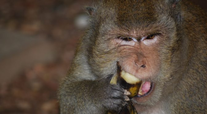 バナナは糖尿病の人に良くない？「英動物園、サルのエサにバナナ禁止」から学ぶ糖尿病を予防する方法
