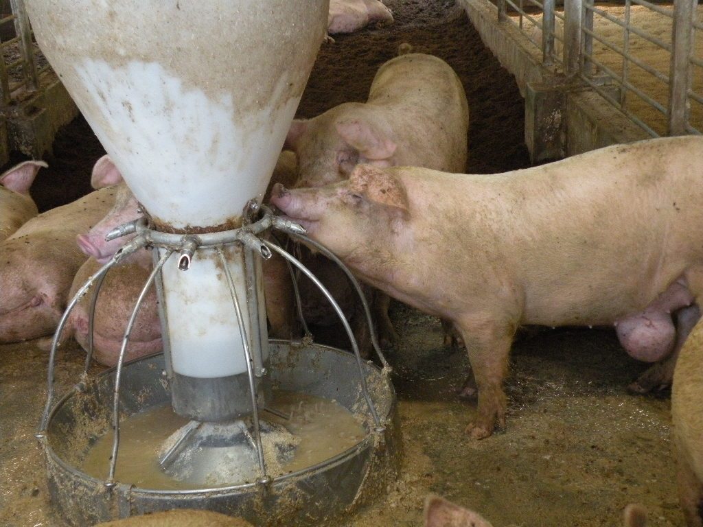 豚さんたちは自分で水を飲んでいます。｜土井農場