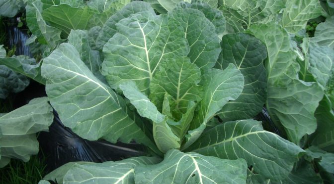 ケール（Kale）｜ルテインを含む野菜