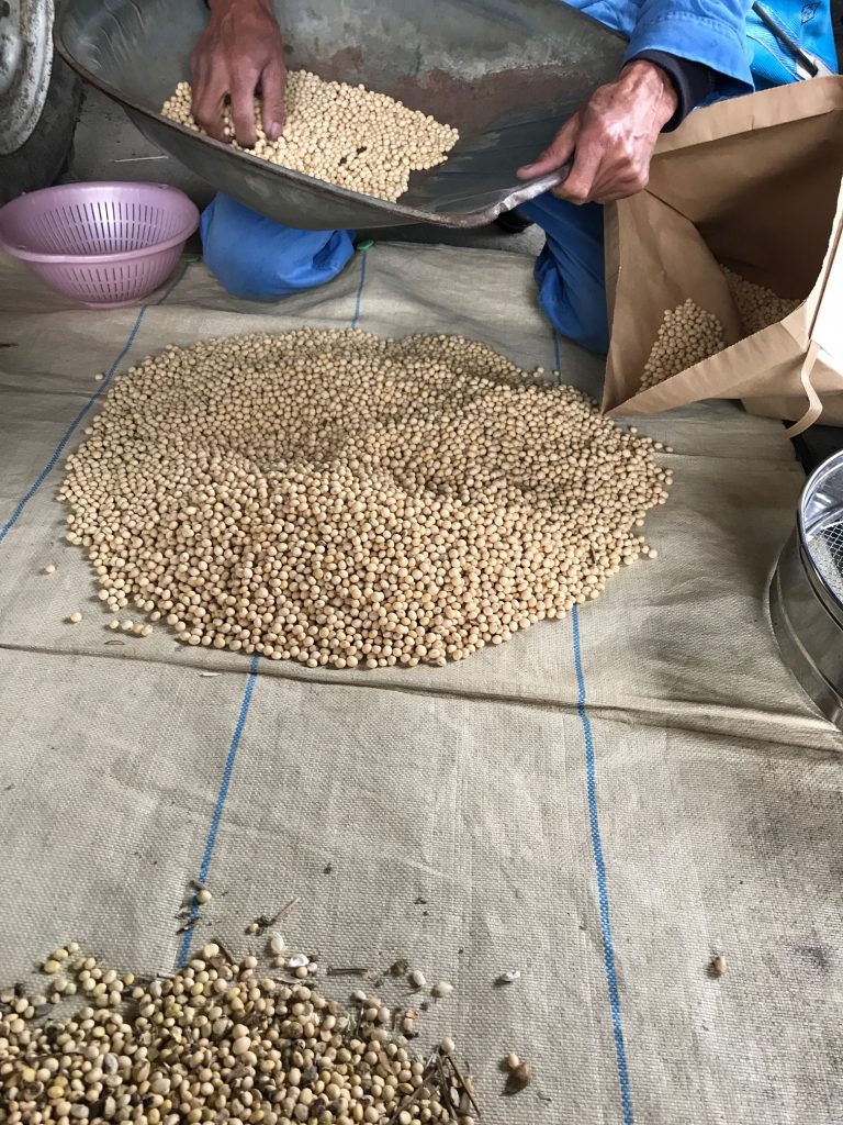 大豆の選別作業