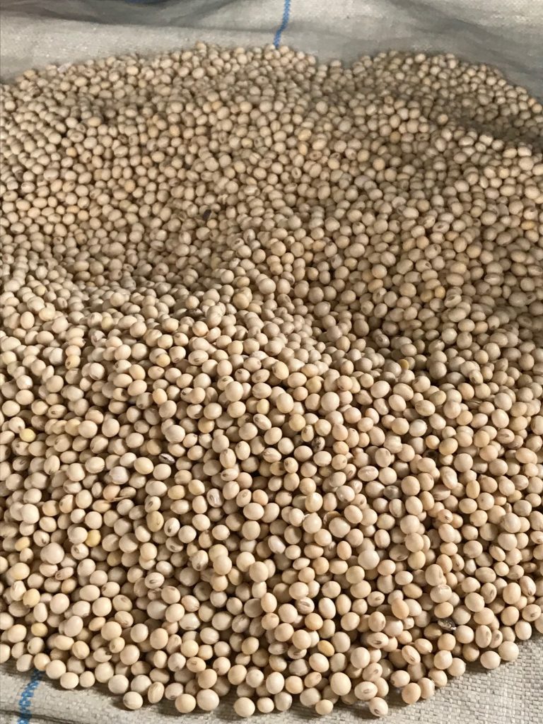 選別された大豆