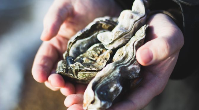 【NHKうまい】豊前海一粒かき｜牡蠣にはどんな栄養が含まれてるの？