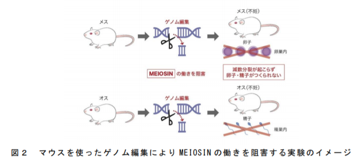 マウスを使ったゲノム編集により MEIOSIN の働きを阻害する実験のイメージ｜熊本大学