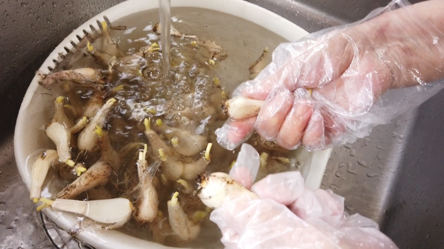 らっきょうの下処理 下漬け ばあちゃんの料理教室 How To Pickle Shallots